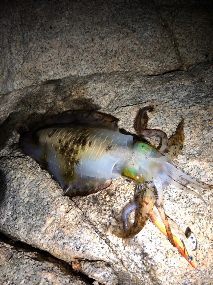 2連チャンエギング