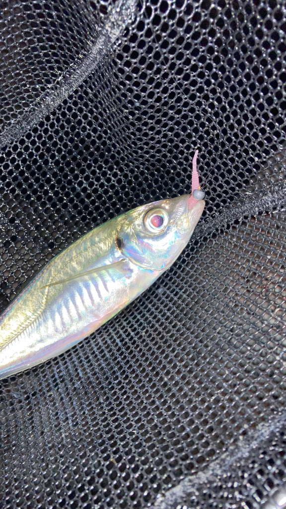 ジグ単アジング