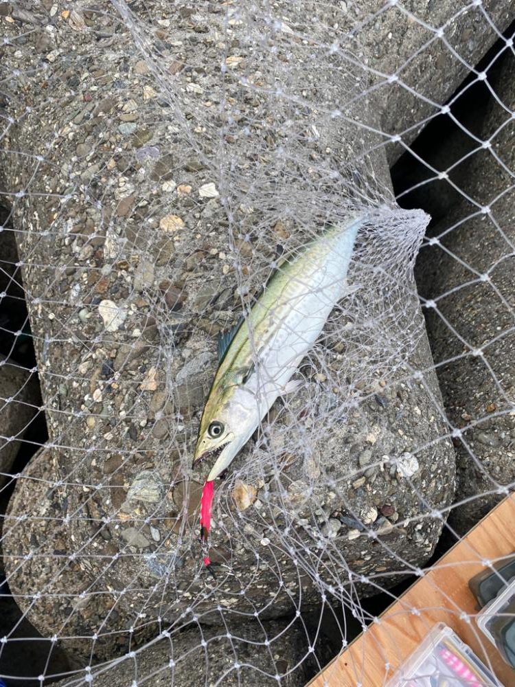 サゴシ複数安打