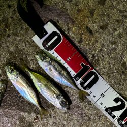 明石へアジング