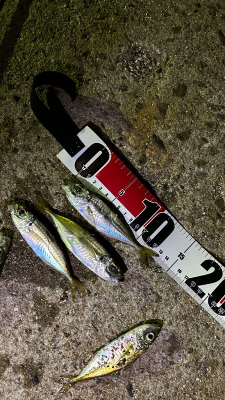 明石へアジング