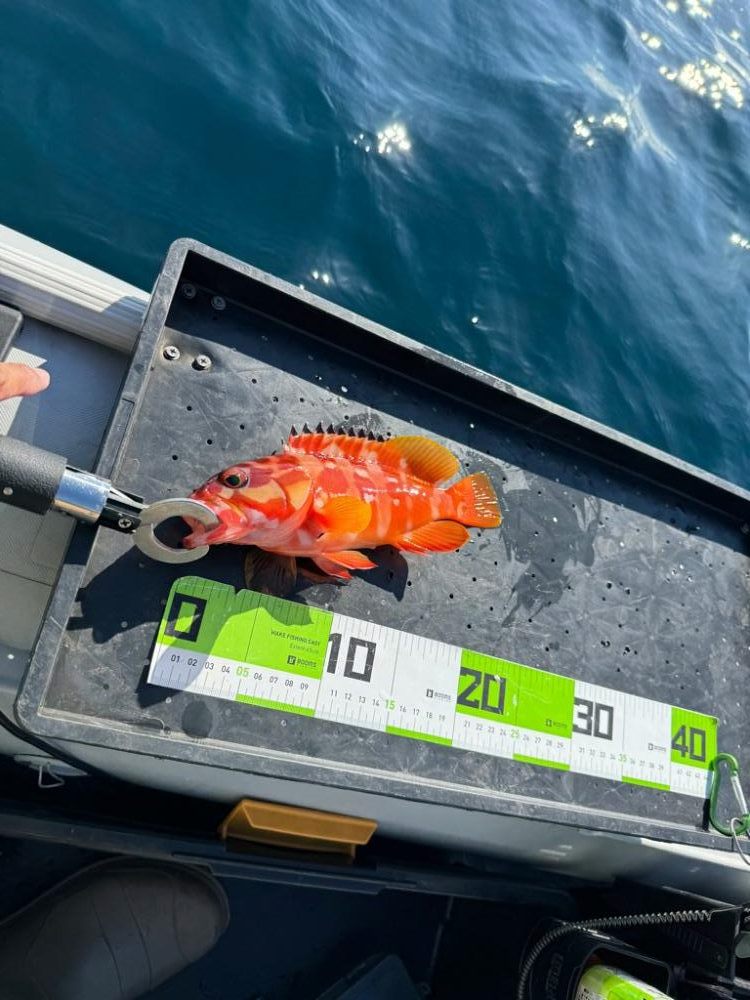 タイラバでマハタ