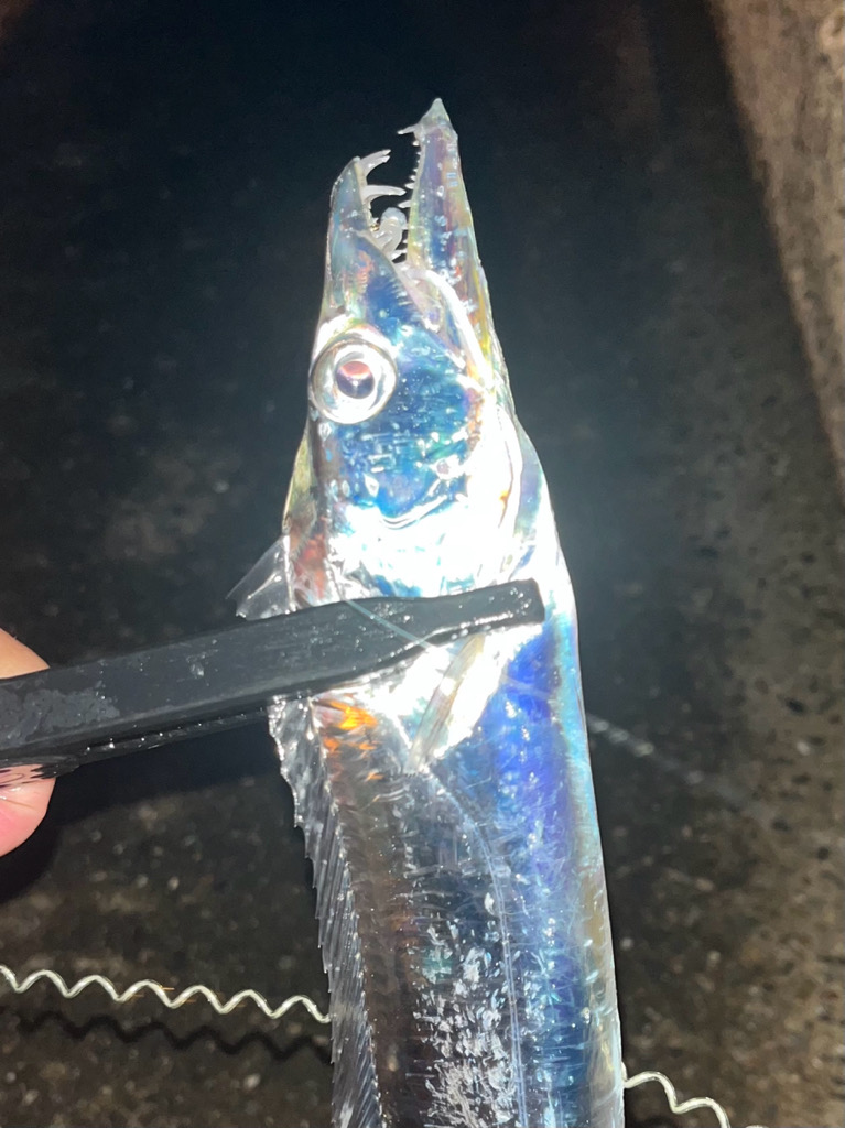 アジングで5目達成!!