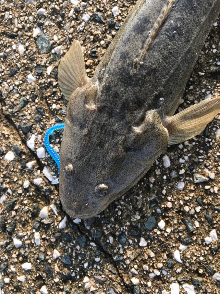 山陰西部の鯵便り…