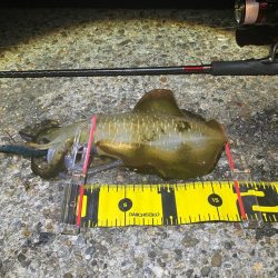 🦑の時合いは一瞬σ(^_^…