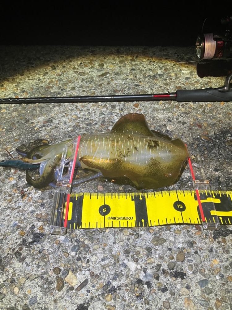 🦑の時合いは一瞬σ(^_^;)