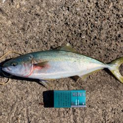 渋い？こんなもん？