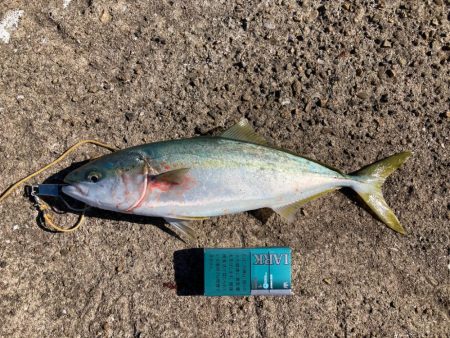 渋い？こんなもん？