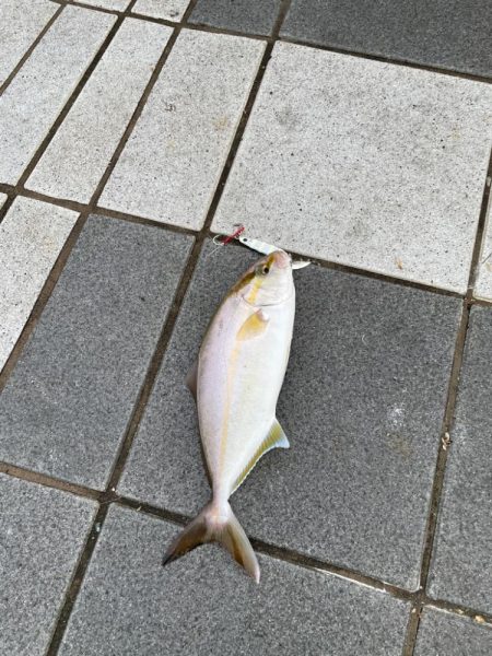 早朝の釣り