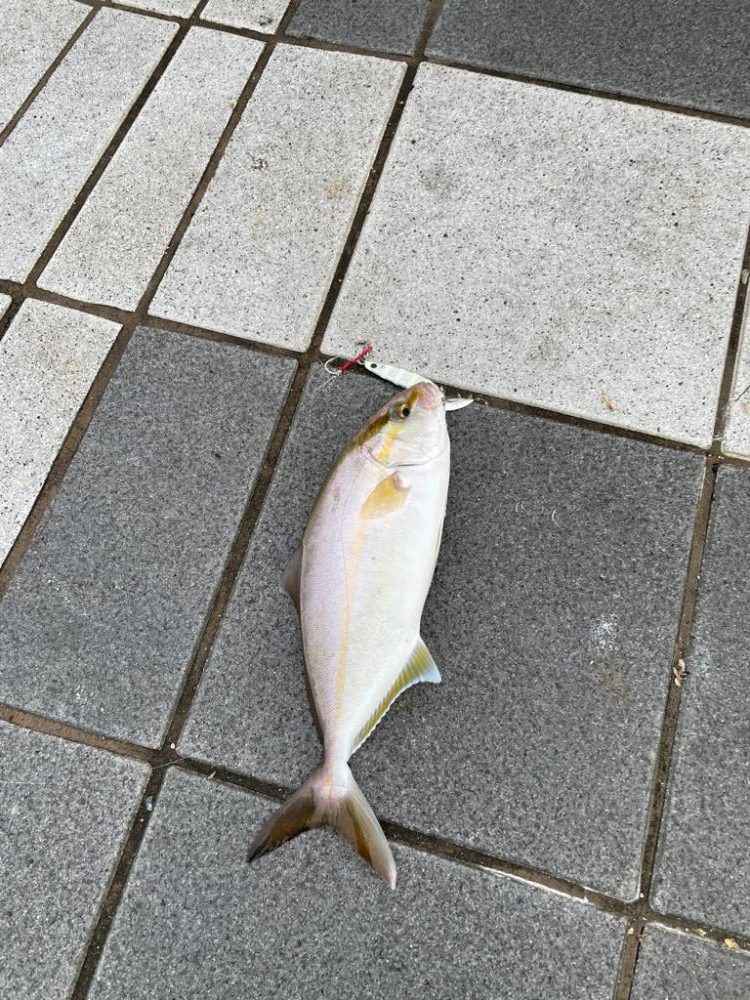 早朝の釣り