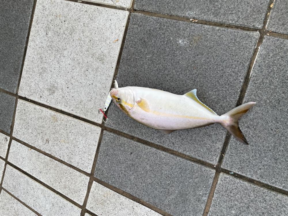 早朝の釣り