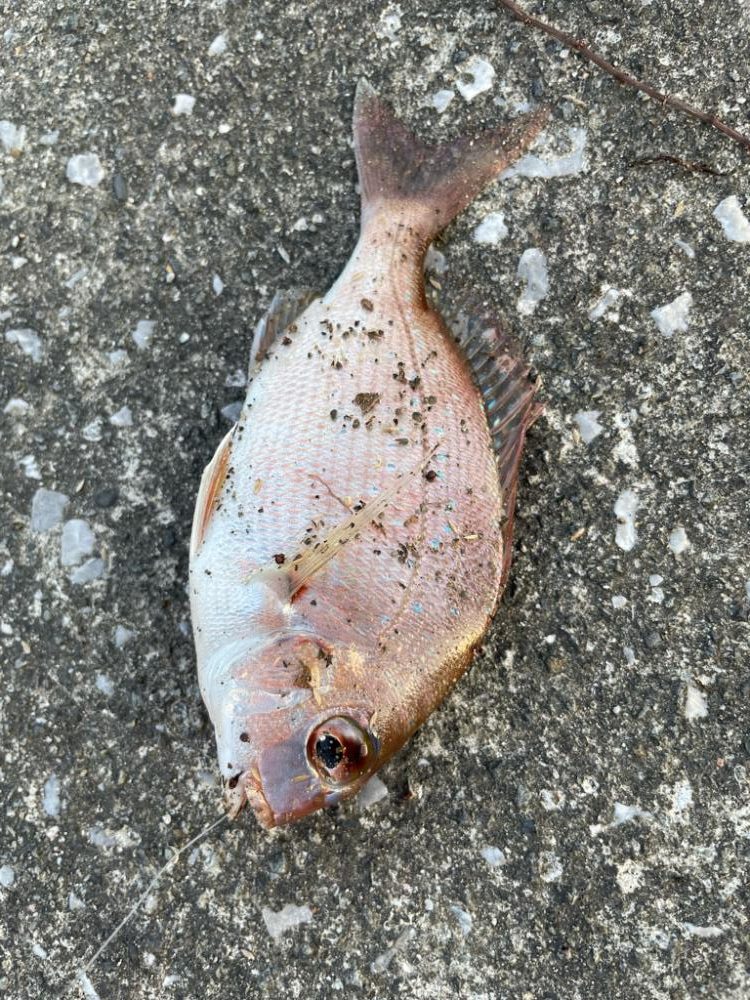 フカセでヒラスズキ