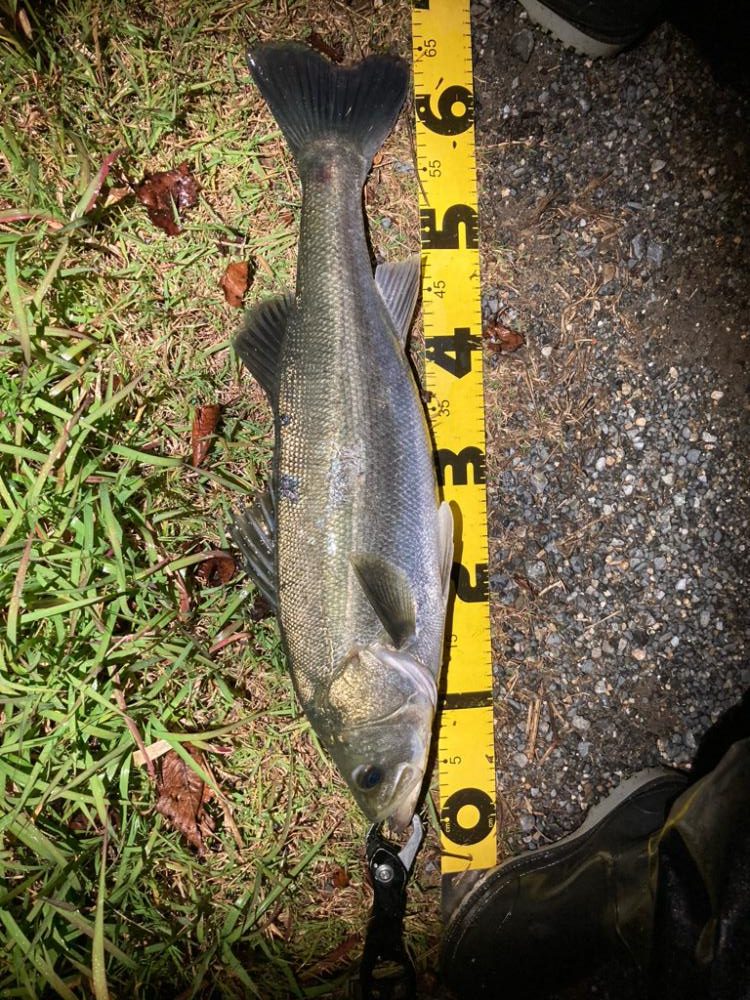 シーバスフィッシング