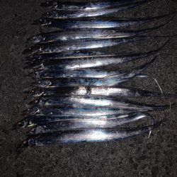 タチウオ 再来！