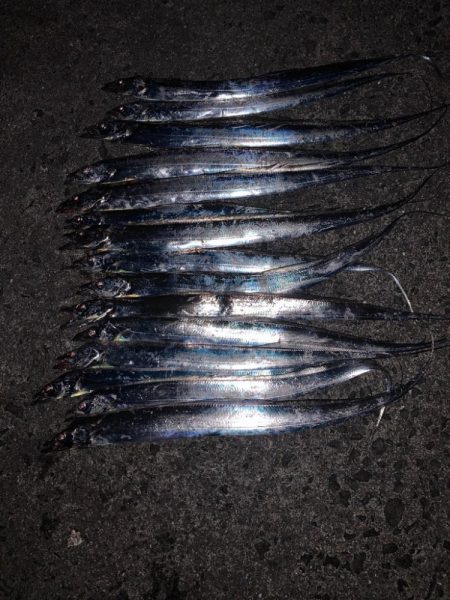 タチウオ 再来！