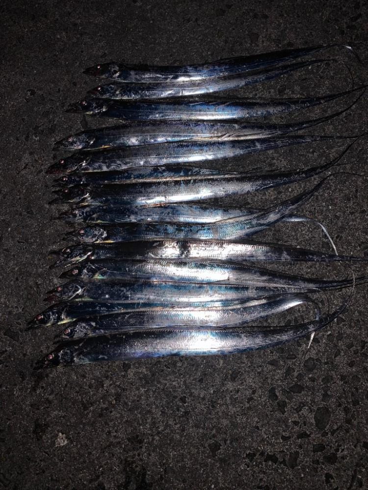 タチウオ 再来！