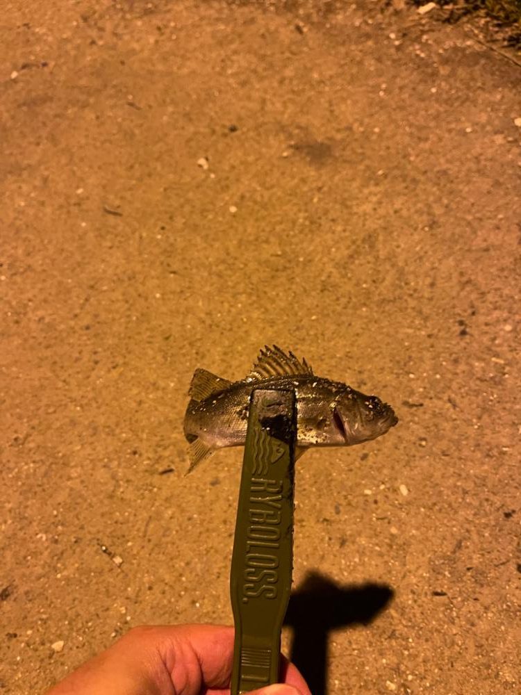 アジング　エギング調査