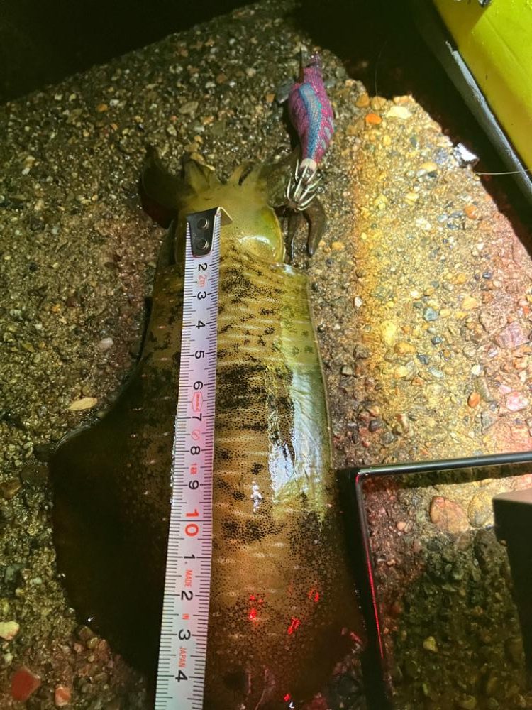 週末ナイトエギング(^^)