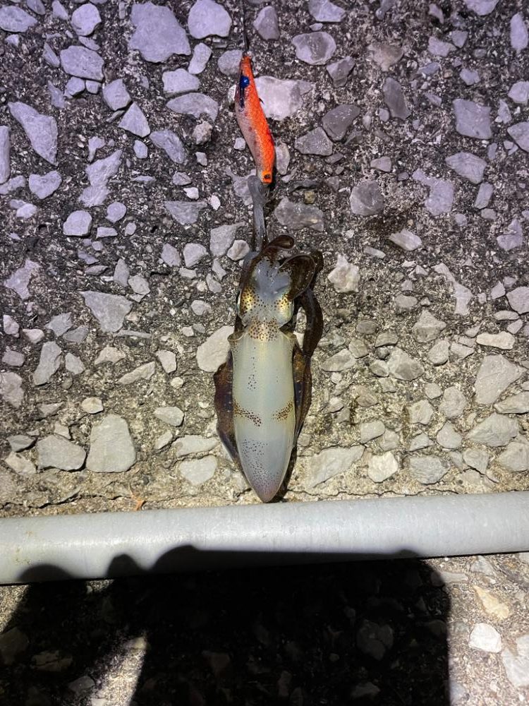 エギング良さげ🦑　サビキが…