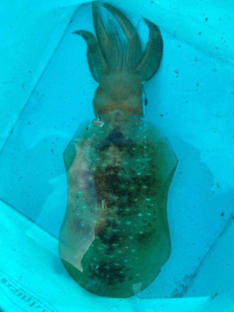 アオリイカも少し大きくなった