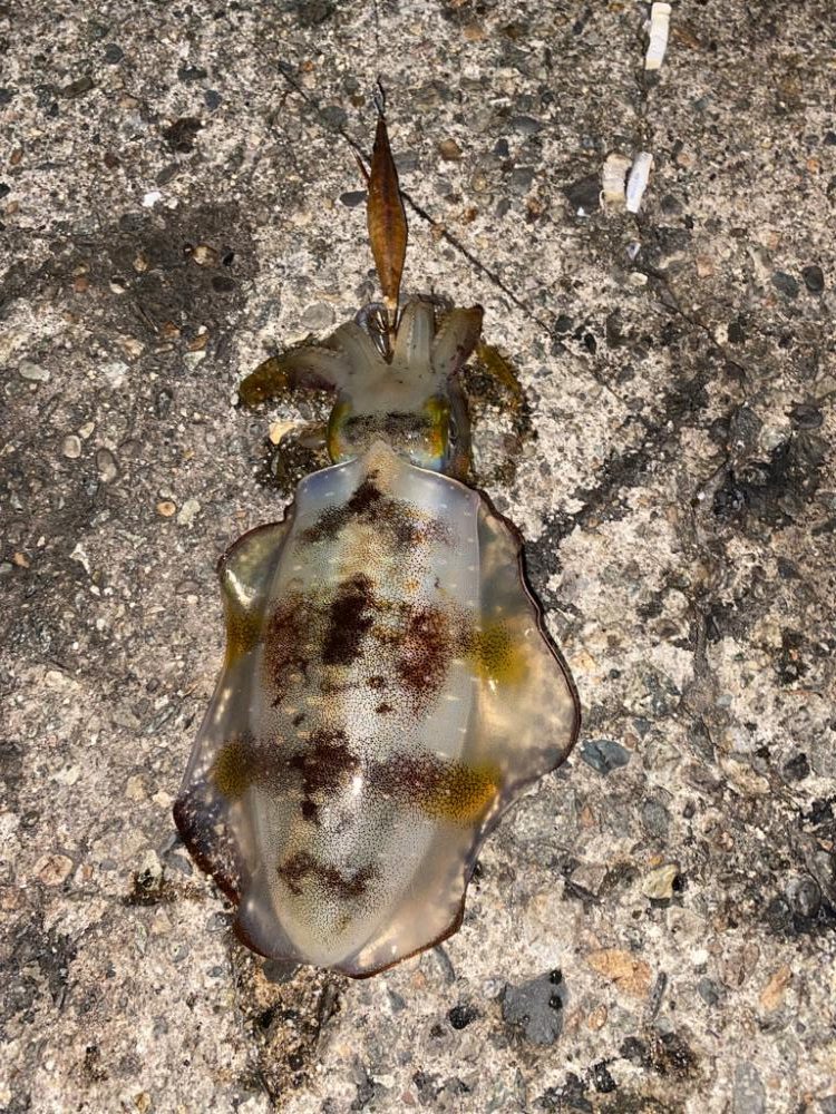 今シーズン初20cm