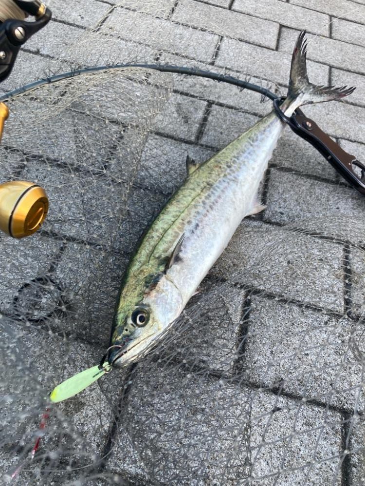 湾奥青牙マルチ。51cm&50cm。。