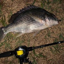 淀川のチニング