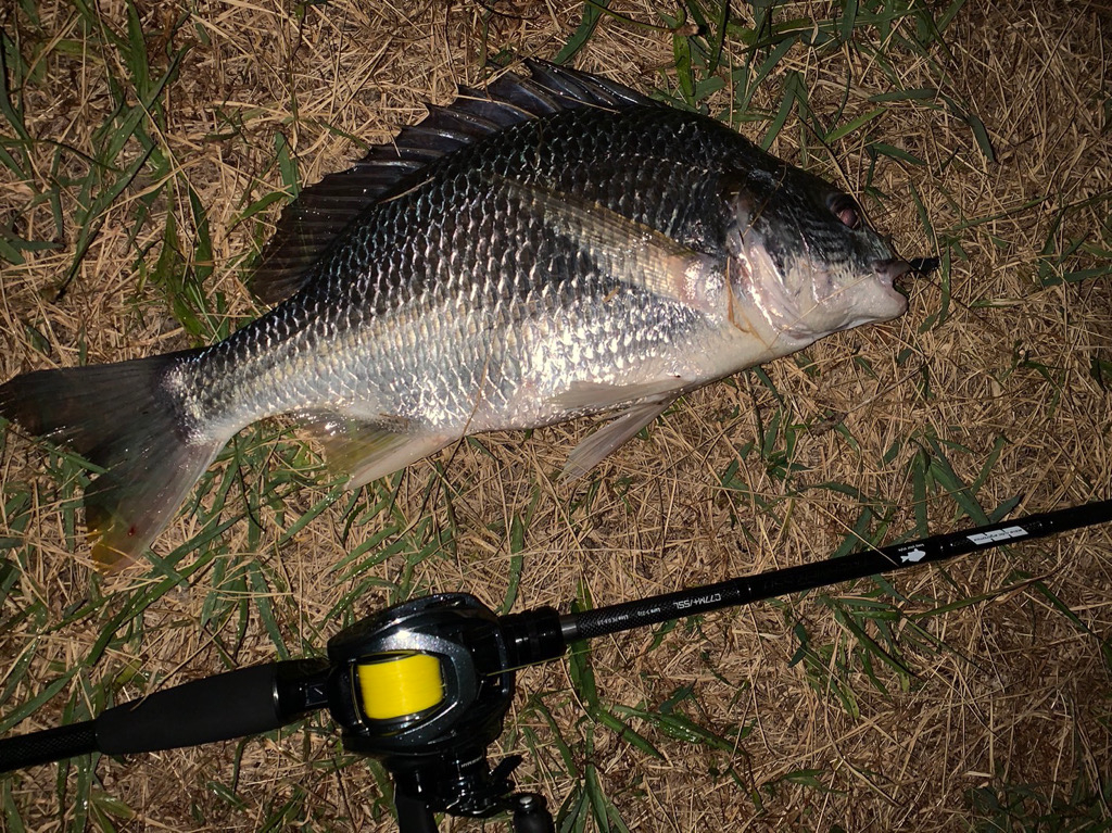 淀川のチニング