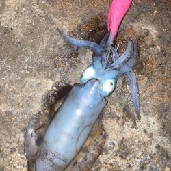 ご近所エギング