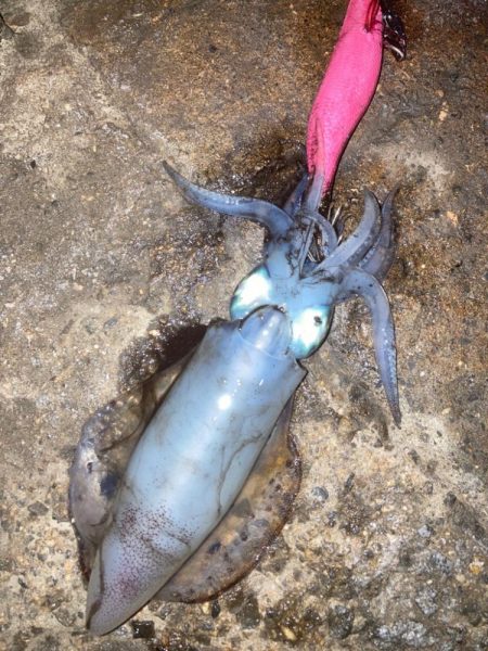 ご近所エギング