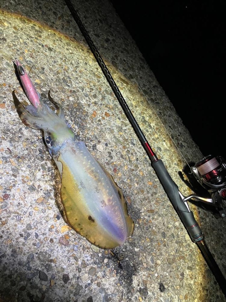 寒い中🥶でもナイトエギングσ(^_^;)