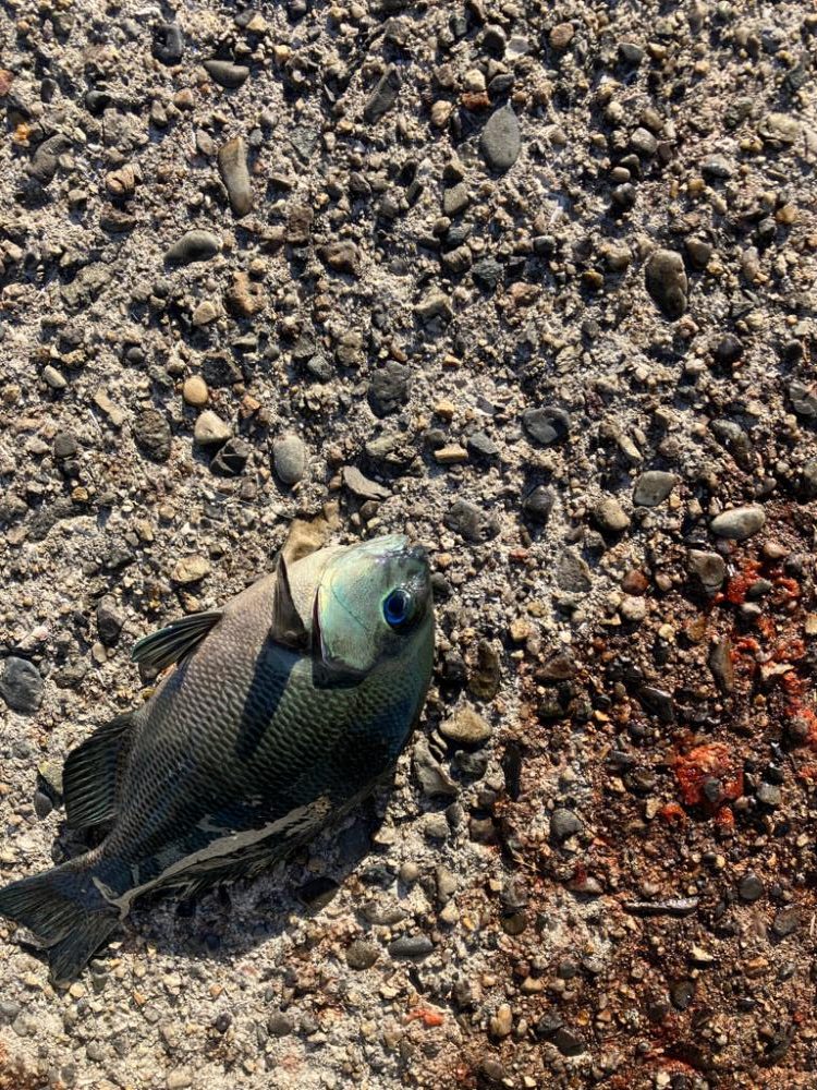 波止 エビ撒き釣り