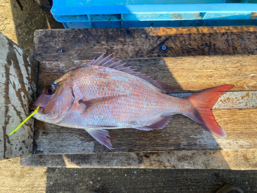 23’s 平磯マダイ祭り