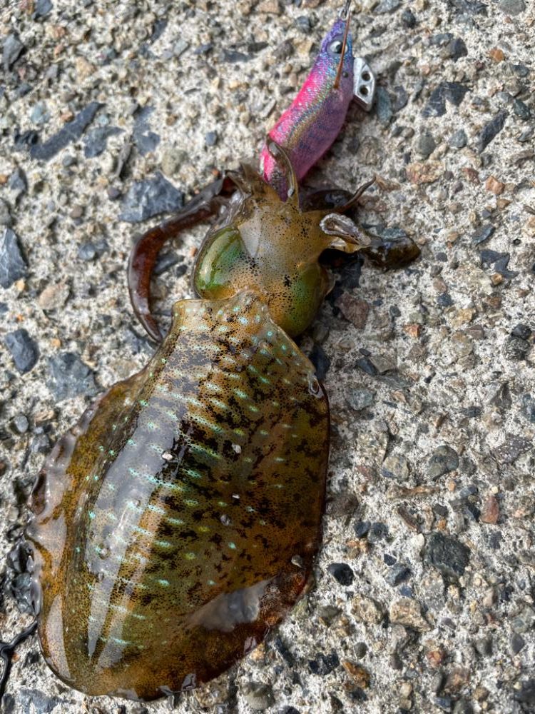 えっサイトで？