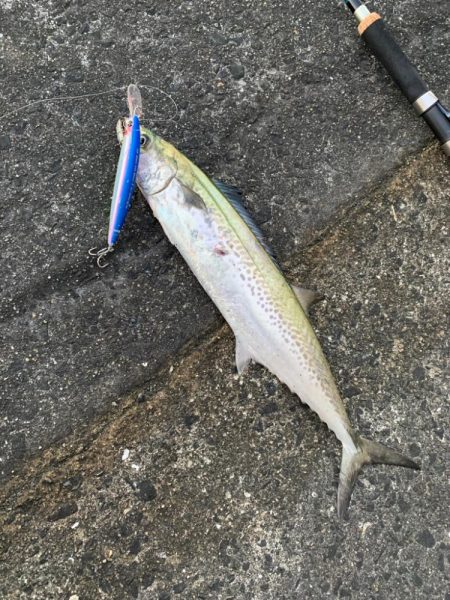 安定にサゴりました