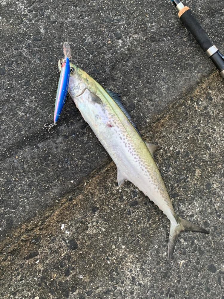 安定にサゴりました