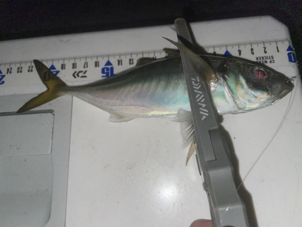 アジングエギング