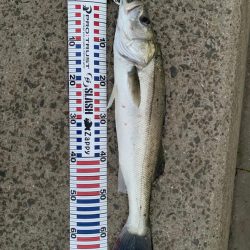 アオモノツリタイ