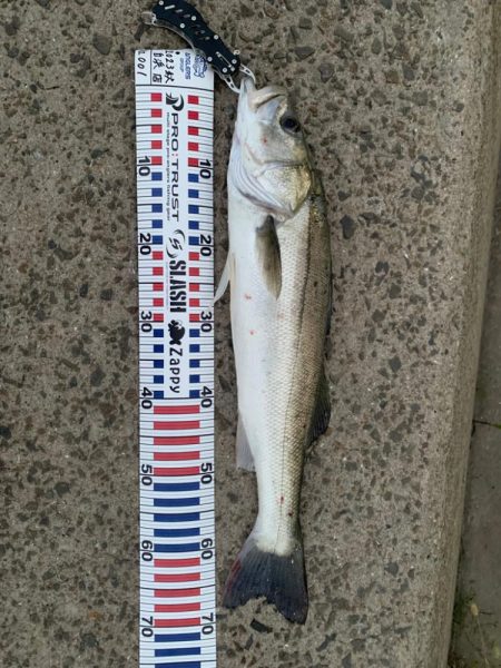 アオモノツリタイ