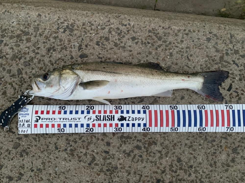 アオモノツリタイ