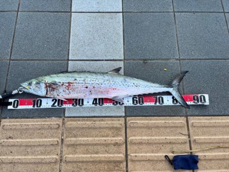 サワラとアオリイカとアジ