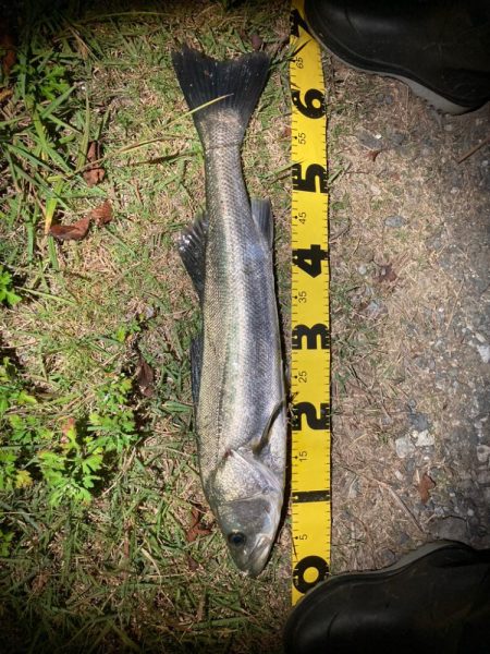 ルアーフィッシング