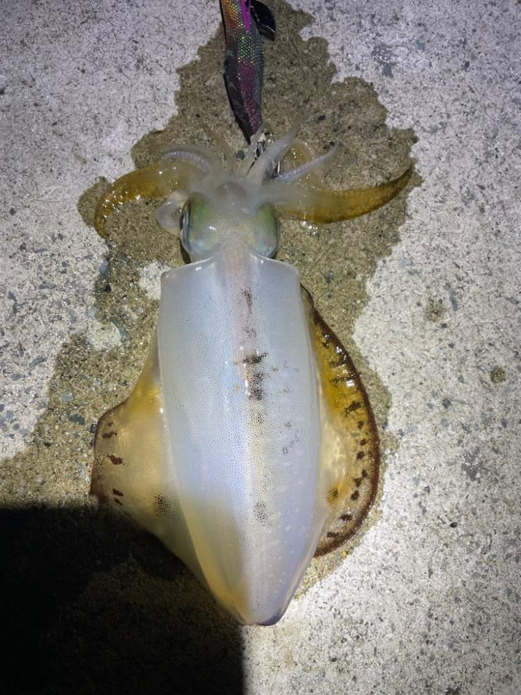 2023 佐渡ヶ島エギング 39回目【10月25日】