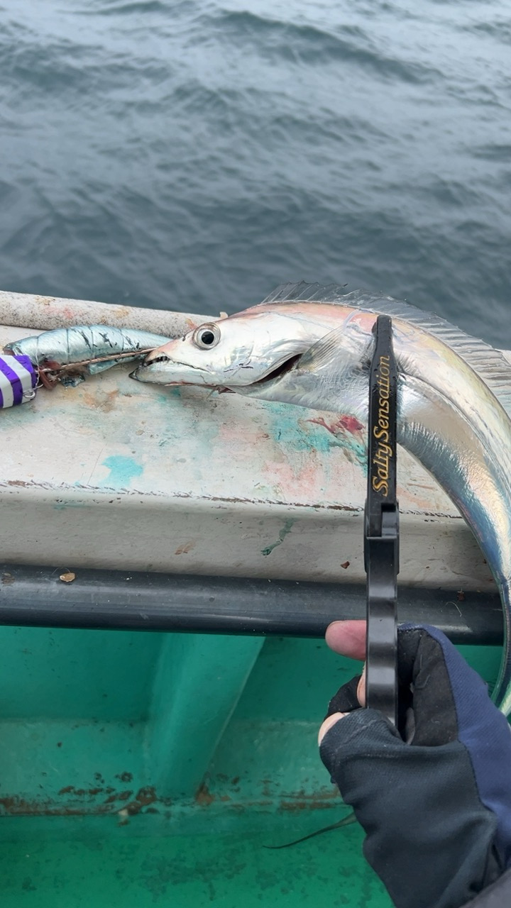 初めての船タチウオ