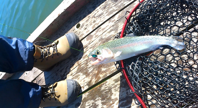 エリアトラウト開幕!!