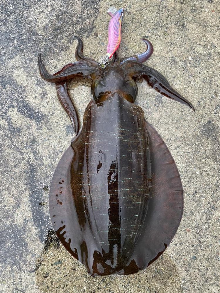 2023 佐渡ヶ島エギング 42回目【10月28日】