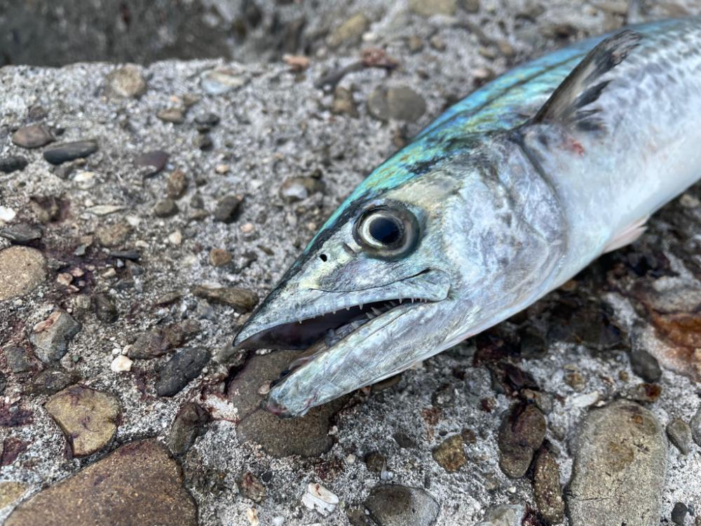 ジャックアイマキマキ サゴシスペシャル ブルピン青夜光ゼブラ