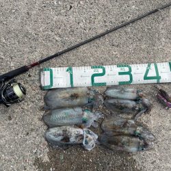 2023 佐渡ヶ島エギング 22回目【10…