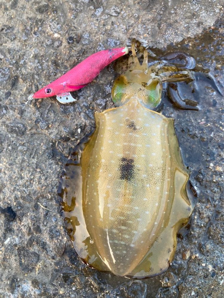 ご近所エギング