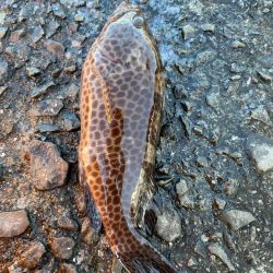 有り合わせタックルでイシガキダイ